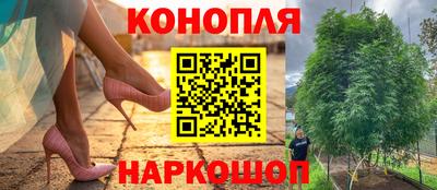 прущие грибы Будённовск